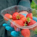 Как собирают клубнику: от посадки до вашего стола