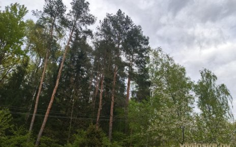Внимание! В 18 районах Беларуси введены ограничения на посещение лесов