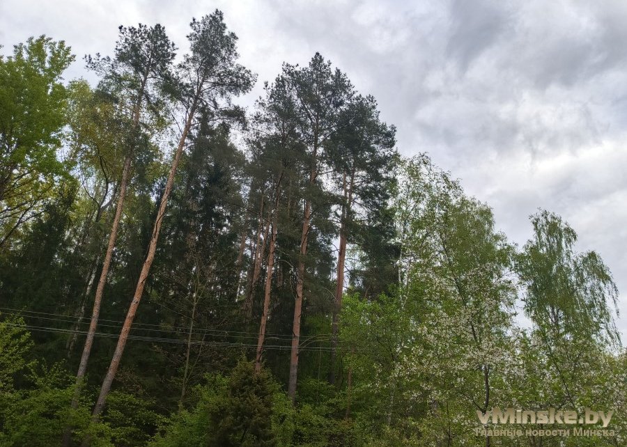 Внимание! В 18 районах Беларуси введены ограничения на посещение лесов