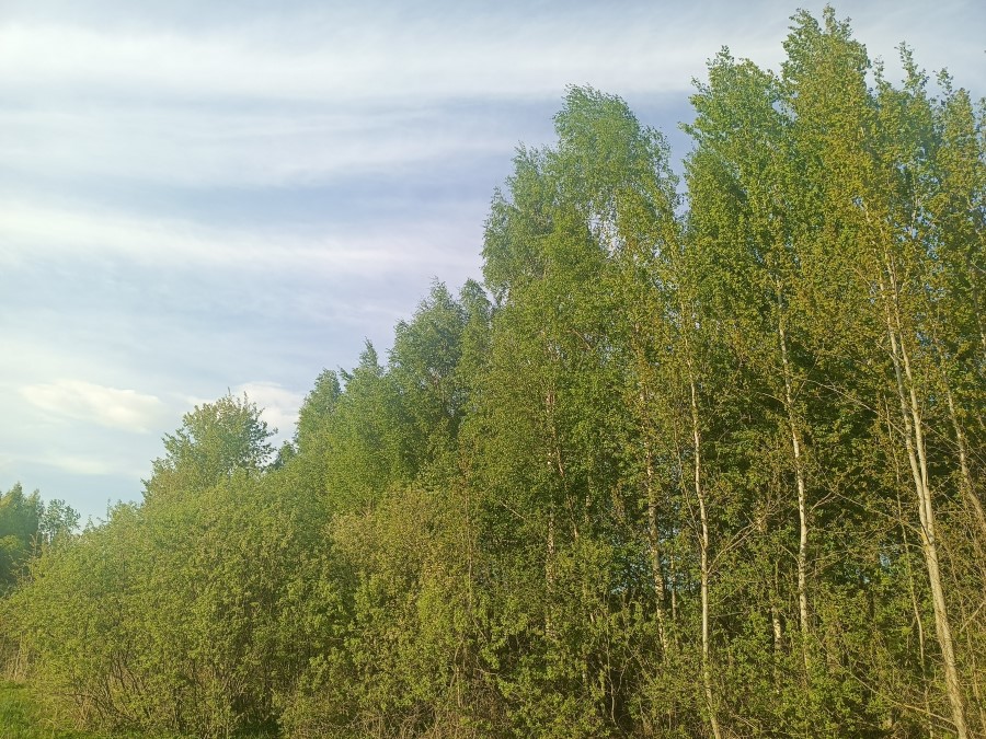 В лес пока нельзя в 36 районах Беларуси - введены ограничения В лес пока нельзя в 36 районах Беларуси: введены ограничения
