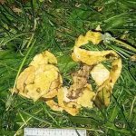 Смертельный салат: мужчина умер, съев корень ядовитого растения