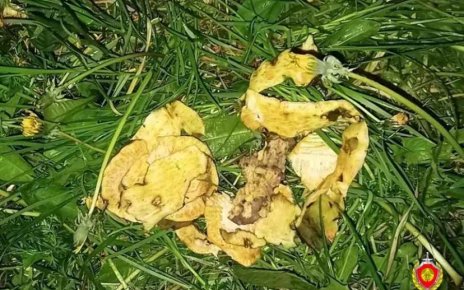 Смертельный салат: мужчина погиб, съев корень ядовитого растения
