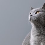 В Беларуси котов можно регистрировать по желанию В Беларуси котов можно регистрировать по желанию