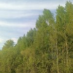 Леса закрываются - в 28 районах Беларуси ввели запреты на посещение из-за жары Леса закрываются - в 28 районах Беларуси ввели запреты на посещение из-за жары