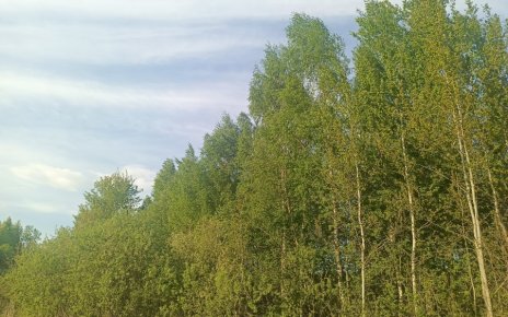 Леса закрываются - в 28 районах Беларуси ввели запреты на посещение из-за жары
