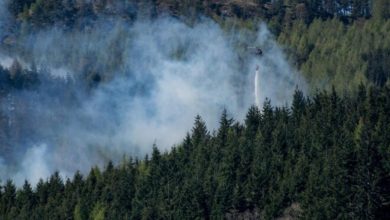 Лесные пожары в Беларуси под контролем, большинство возгораний в лесах выявляют на ранней стадии