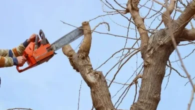 Как в Беларуси законно убрать аварийное дерево
